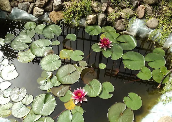 Ośrodek wypoczynkowy Stroitel Chisaria